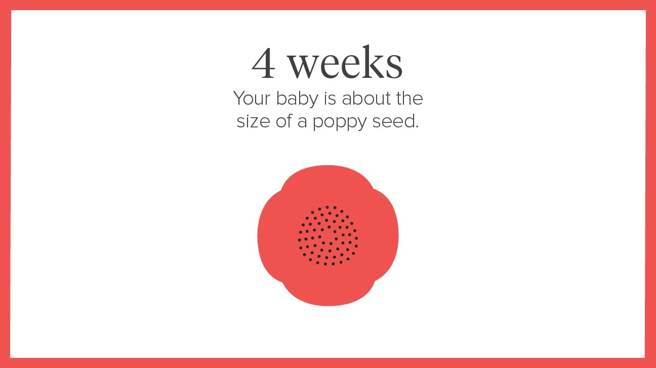 0 to 4 Weeks Poppy seed