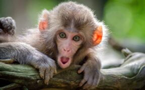 30 Fascinating Monkey Facts You Need to Know