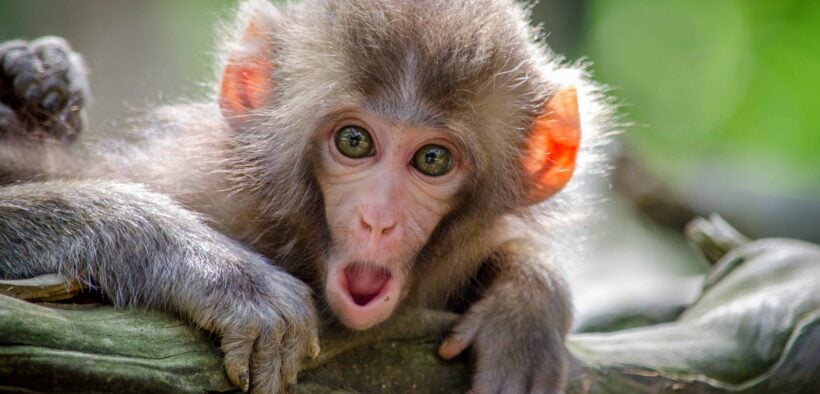 30 Fascinating Monkey Facts You Need to Know