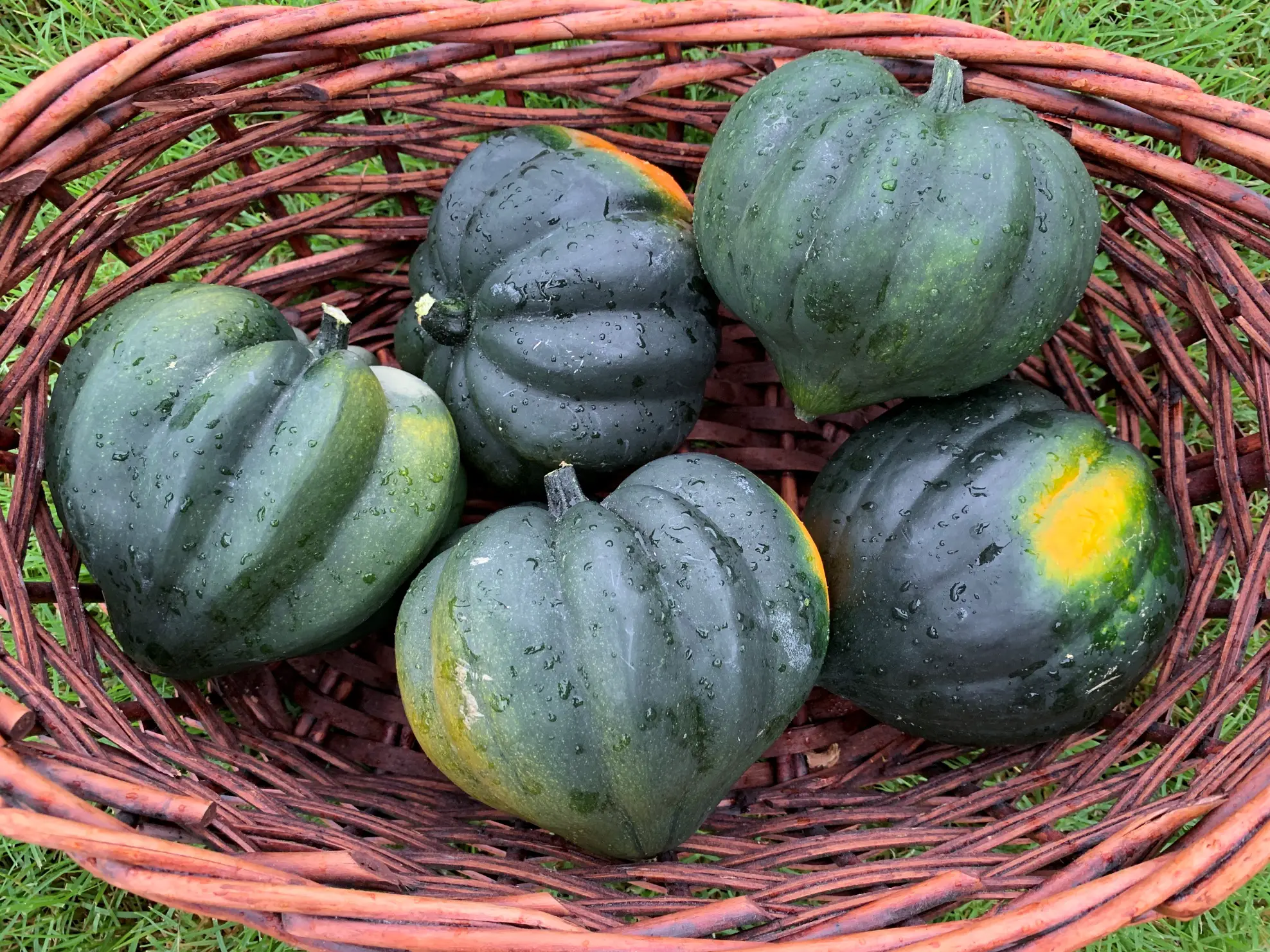 Acorn Squash .jpg