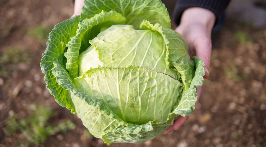 Cabbage .jpg