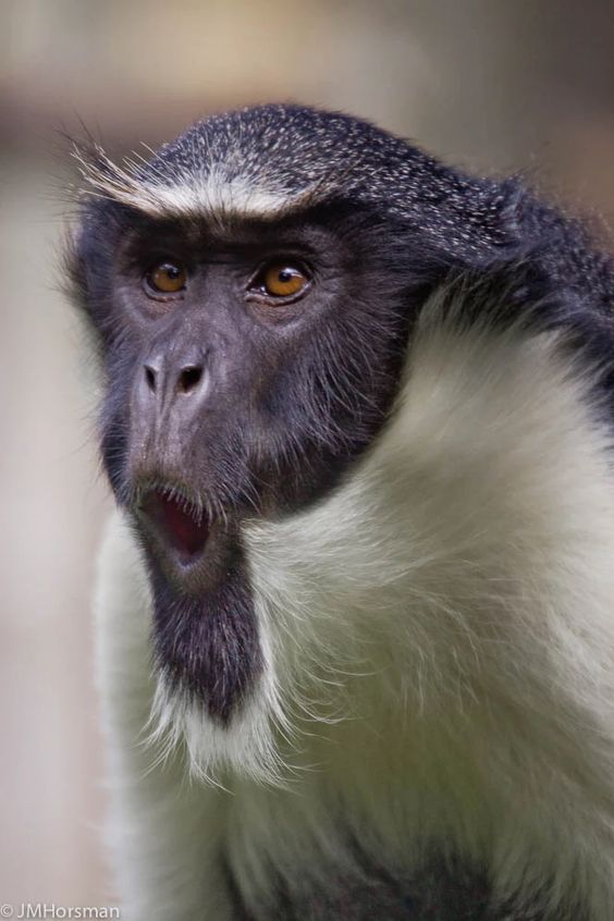 Diana Monkey