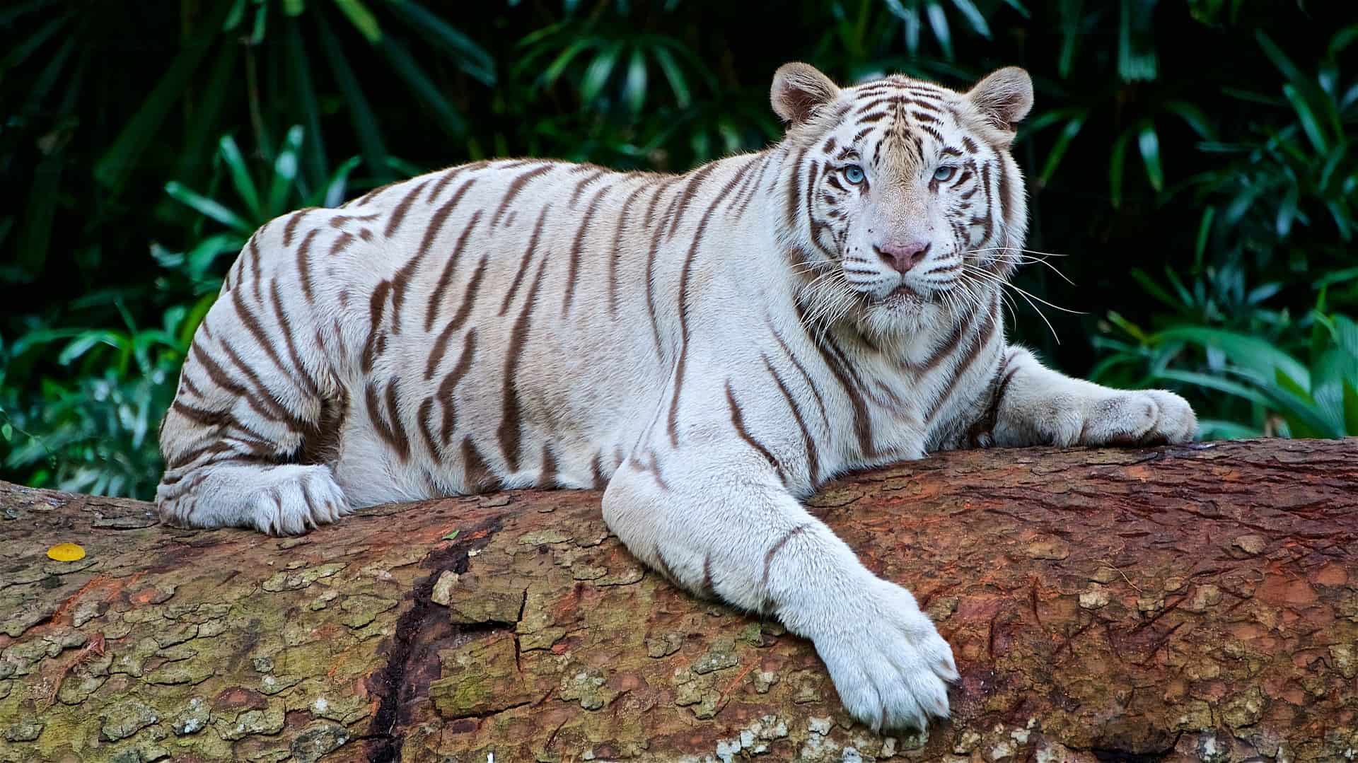 Few More Shocking Facts about White Tigers