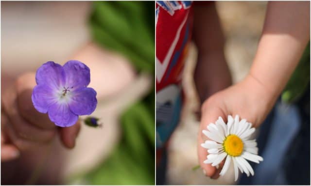 Flower Petal Counting