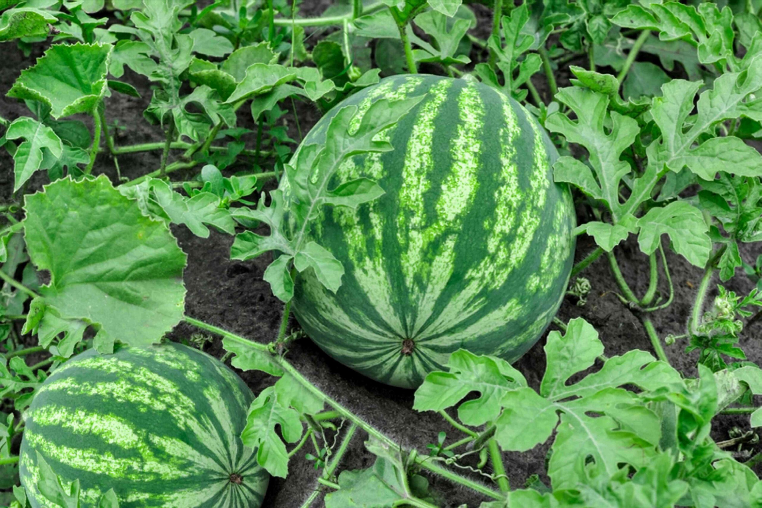 Mini Watermelon