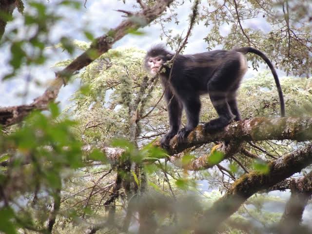 Myanmar Monkeys