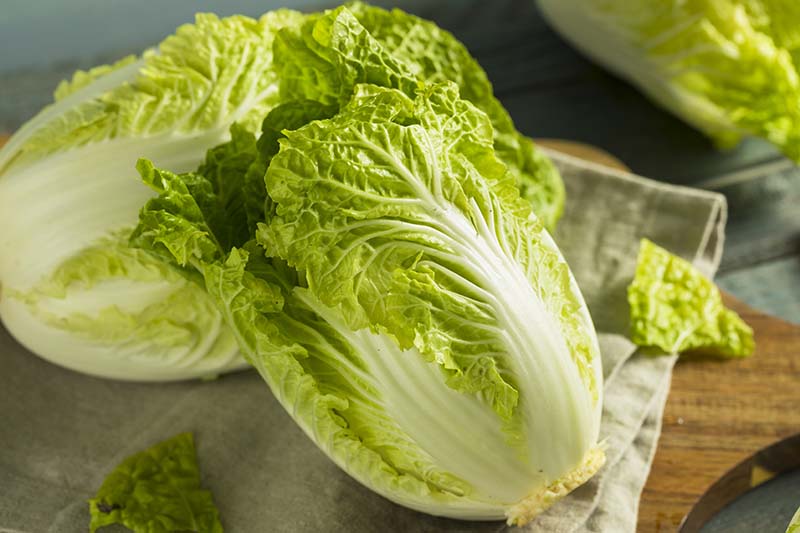 Napa Cabbage