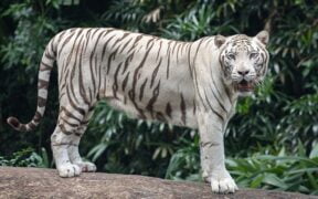 Surprising White Tiger Facts For Kids (2023)
