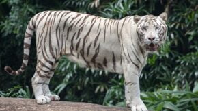Surprising White Tiger Facts For Kids (2023)