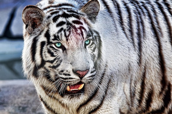 Surprising Facts about White Siberian Tigers
