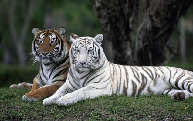 White Tigers and Controversies